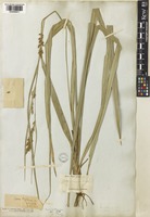 Carex wightiana Nees [family CYPERACEAE]