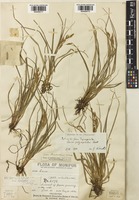 Carex munipoorensis C.B.Clarke [family CYPERACEAE]