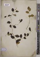 Ziziphus mauritiana P.Willemet [family RHAMNACEAE]