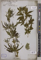 Cannabis sativa L. [family CANNABACEAE]