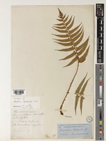 Syntype of Aspidium lepidocaulon Hook. [family DRYOPTERIDACEAE]