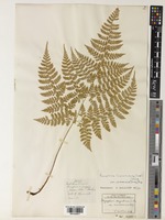 Leptorumohra miqueliana (Maxim. ex Franch. & Sav.) H.Ito in Nakai & Honda [family DRYOPTERIDACEAE]