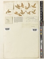 Type of Selliguea veitchii (Baker) H.Ohashi & K.Ohashi [family POLYPODIACEAE]