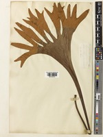 Platycerium bifurcatum (Cav.) C.Chr. var. hillii (T.Moore) Domin [family POLYPODIACEAE]