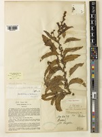 Cyphostemma humile (N.E.Br.) Desc. ex Wild & R.B.Drumm. [family VITACEAE]