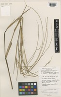 Paratype of Hygrochloa cravenii Lazarides [family POACEAE]