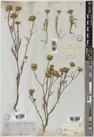 Chaenactis glabriuscula DC. [family ASTERACEAE]