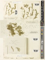 Syntype of Selaginella nipponica Franch. & Sav. [family SELAGINELLACEAE]