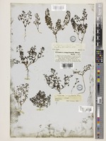 Veronica campylopoda Boiss. [family PLANTAGINACEAE]