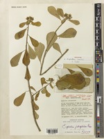 Holotype of Euphorbia smithii S.Carter [family EUPHORBIACEAE]