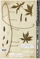Syntype of Ipomoea kentrocaulos C.B.Clarke [family CONVOLVULACEAE]