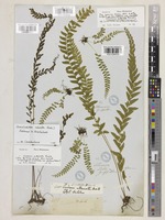 Syntype of Lindsaea cultrata (Willd.) Sw. var. pallens Hook. [family LINDSAEACEAE]