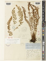 Type of Woodsia polystichoides D.C.Eaton [family WOODSIACEAE]