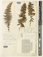 Type of Asplenium pullingeri Baker [family ASPLENIACEAE]
