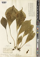 Type of Antrophyum obovatum Baker [family VITTARIACEAE]