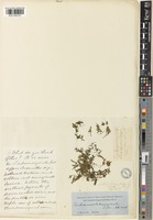 Trichomanes latemarginale D.C.Eaton [family HYMENOPHYLLACEAE]