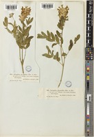 Astragalus cysticalyx Ledeb. [family LEGUMINOSAE-PAPILIONOIDEAE]