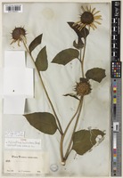 Type of Helianthus lenticularis Douglas [family ASTERACEAE]