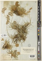 Astragalus ptychophyllus Boiss. [family LEGUMINOSAE-PAPILIONOIDEAE]