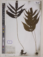 Grammitis decurrens Wall. [family GRAMMITIDACEAE]