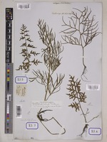 Ceratopteris thalictroides Brongn. [family PARKERIACEAE]
