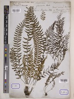 Asplenium planicaule Wall. [family ASPLENIACEAE]