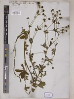 Potentilla nepalensis Hook. [family ROSACEAE]
