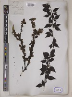 Cotoneaster acuminatus Lindl. [family ROSACEAE]