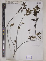 Spiraea chamaedryfolia L. [family ROSACEAE]