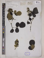 Rubus rotundifolius Wall. [family ROSACEAE]