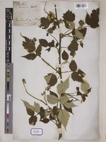 Rubus niveus Wall. [family ROSACEAE]