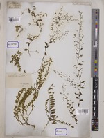 Evolvulus alsinoides L. [family CONVOLVULACEAE]