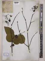 Holarrhena pubescens Wall. [family APOCYNACEAE]