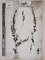 Rumex dentatus Wall. [family POLYGONACEAE]