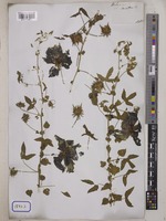 Hibiscus surattensis L. [family MALVACEAE]