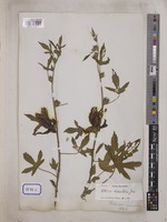 Hibiscus cannabinus L. [family MALVACEAE]
