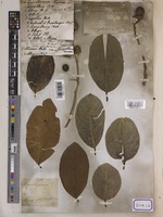 Lagerstroemia reginae L. [family LYTHRACEAE]