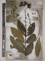 Lagerstroemia reginae unrecorded var. angustior Wall. [family LYTHRACEAE]
