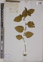 Solanum nigrum L. [family SOLANACEAE]