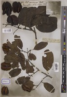 Pentaptera macrocarpa Wall. [family COMBRETACEAE]