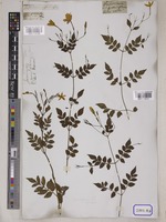 Jasminum grandiflorum L. [family OLEACEAE]