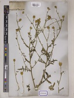 Centaurea divaricata Wall. [family COMPOSITAE]