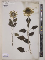 Helianthus annuus L. [family COMPOSITAE]