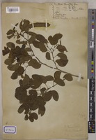 Bauhinia tomentosa L. [family LEGUMINOSAE-CAESALPINIOIDEAE]