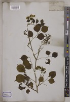Dalbergia sissoo Graham [family LEGUMINOSAE-PAPILIONOIDEAE]