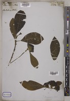 Pavetta brunonis Wall. [family RUBIACEAE]