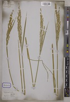Oryza sativa L. [family POACEAE]