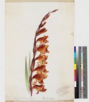 Gladioulus natalensis Reinw. ex Hook.; watercolour and pencil field sketch.