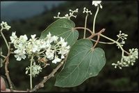 Dombeya ledermannii Engl. from Cameroon