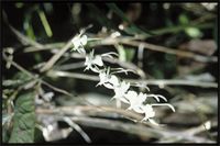 Aerangis c.f. cristata from Madagascar